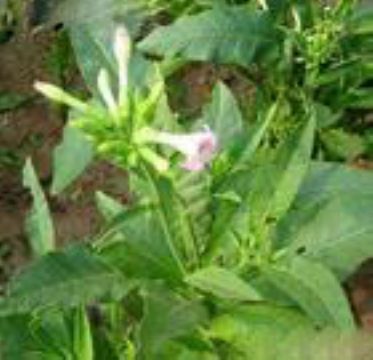 Nicotiana Tabacum Extract 